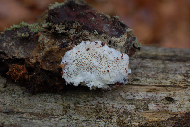 Postia ptychogaster (F. Ludw.) Vesterh. (??)